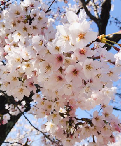 桜