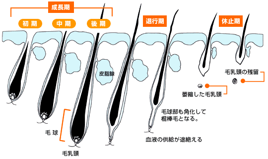 毛の発生のメカニズム